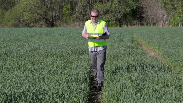Granjero escribiendo y caminando en el campo de cereales verde — Vídeo de stock