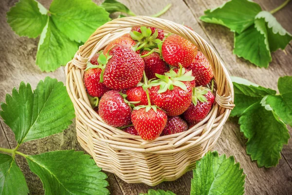 Freshly picked strawberries in basket with green leaves around — Stock Photo, Image