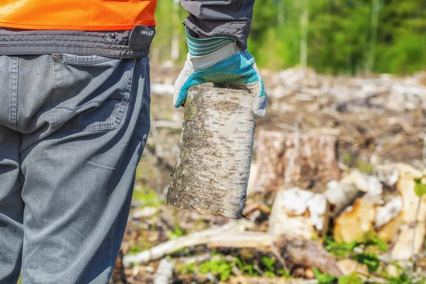 Houthakker met brandhout in het bos — Stockfoto