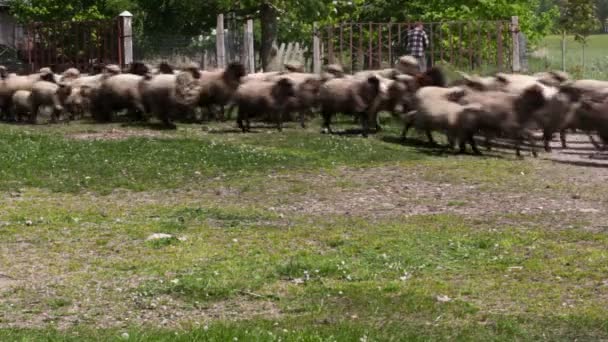 Овцы и ягнята бегут — стоковое видео
