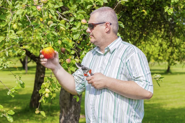 Gardener with scissors in apple orchard — Stock Photo, Image