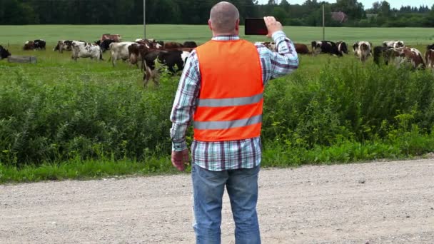 Le fermier prend des photos au téléphone près des vaches qui paissent dans la prairie — Video