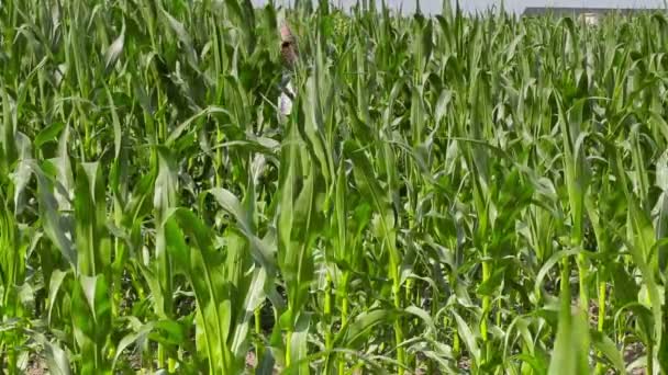 Agricultor camina a través del campo de maíz y usando tableta PC — Vídeo de stock