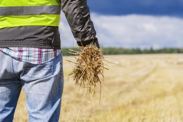 Agricultor com palha na mão no campo — Fotografia de Stock