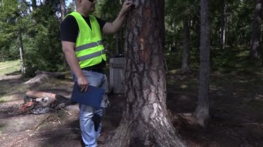 Çevre Müfettiş çivi 4 k ağacında dışarı dışarı almaya çalışırken