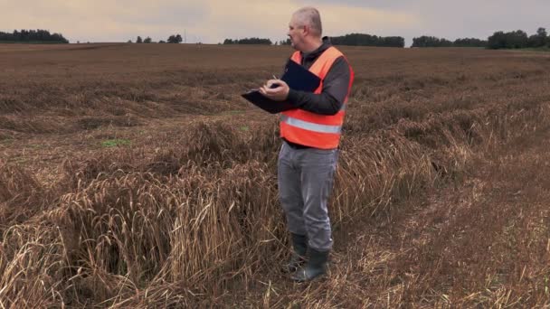 Farmář kontroly zničeny a vlhké obilné pole — Stock video