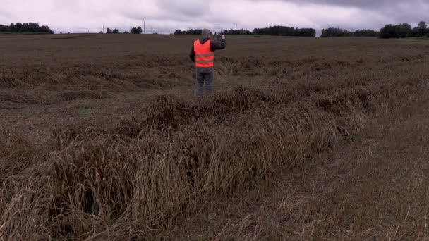 Farmář si obrázky v telefonu a chůzi na zničené a vlhké obilné pole v rozlišení 4k — Stock video