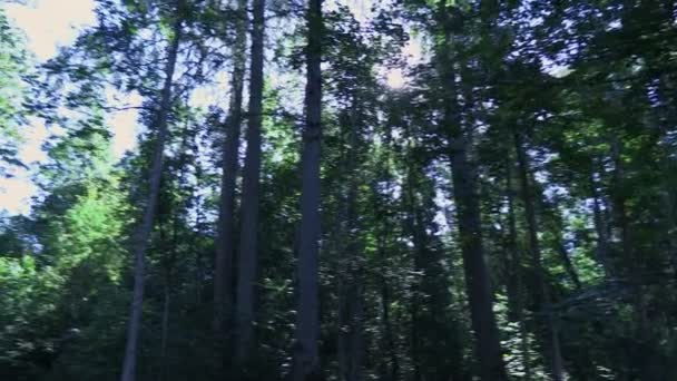 Zon, bomen en stapels van de logs in park — Stockvideo