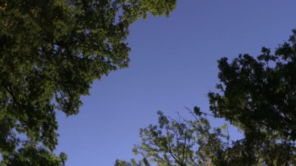 Treetops spin, rotación en el día de verano — Vídeo de stock