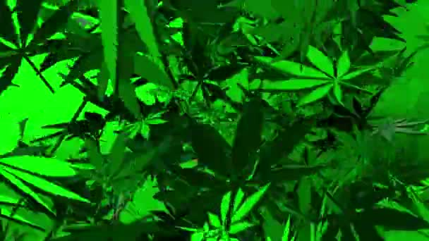 Contexte Des Feuilles Cannabis Vert — Video