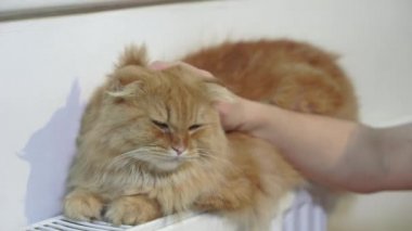 Evde radyatörde kedi ısınıyor.