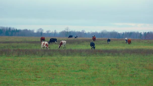 Cows Grazing Late Autumn Pasture Agriculture Farming Concept — Stock Video