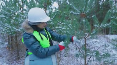 Genç çam ağacının yanında budama makası olan kadın orman bilimci.