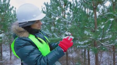 Ormandaki kadın çam ağaçlarının türlerini tanımlar.