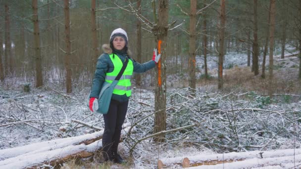 Woman Forest Scientist Marked Tree Coniferous Felling Area — Stock Video