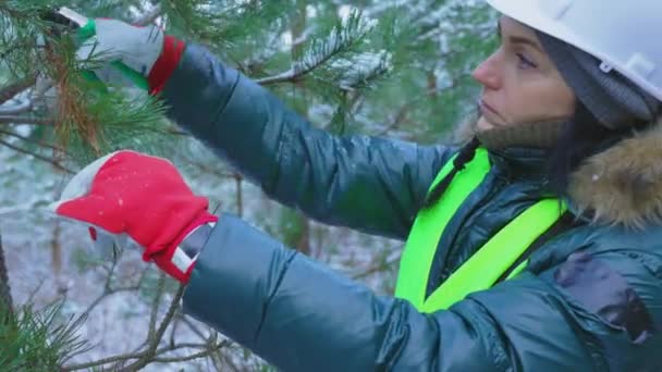 Mujer Científica Forestal Usando Tijeras Podar — Vídeos de Stock