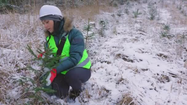 Mulher Floresta Identificar Tipos Árvores Abeto — Vídeo de Stock