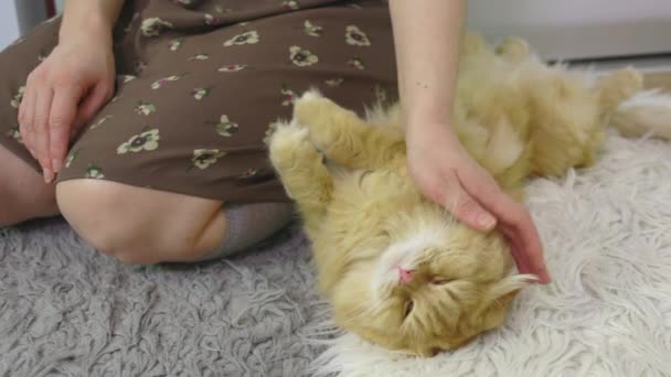 Μια Γυναίκα Χαϊδεύει Μια Γάτα Κοντά Στα Γόνατά Της — Αρχείο Βίντεο