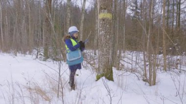 Kadınlar kışın kozalaklı ağaç kesme bölgesini teftiş eder.