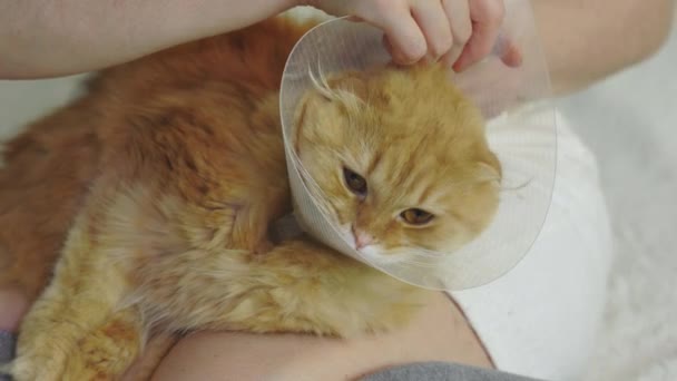 Mulher Fixação Cone Veterinário Gato Doente — Vídeo de Stock