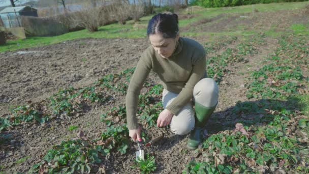 妇女在早春采取行动 与杂草作斗争 园艺季节性工作 — 图库视频影像