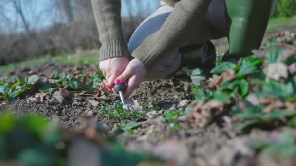 Ogrodnik Kobieta Usuwanie Chwastów Ogrodzie — Wideo stockowe