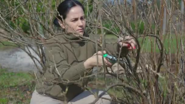 Giardiniere Donna Prugna Cespuglio Frutta Primavera — Video Stock