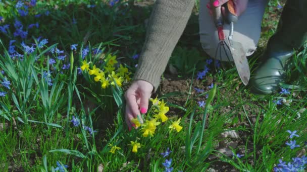 花の周りの雑草を除去する庭師の女性 — ストック動画