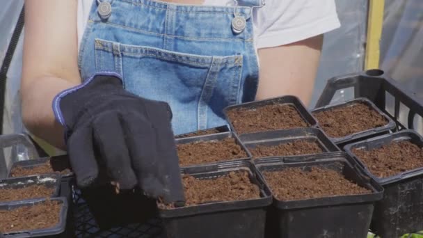 Γυναίκα Κηπουρός Κρατώντας Κουτί Γλάστρες — Αρχείο Βίντεο
