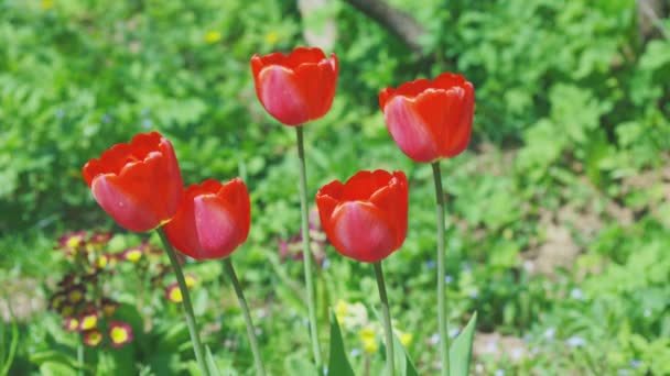 Vier Rote Tulpenblüten Auf Grün — Stockvideo