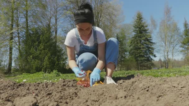 Jardineiro Estão Plantando Mudas Cebola Solo Conceito Jardinagem Orgânica — Vídeo de Stock