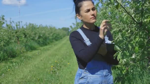 Agricultora Examinando Pomar Frutas Maçã — Vídeo de Stock