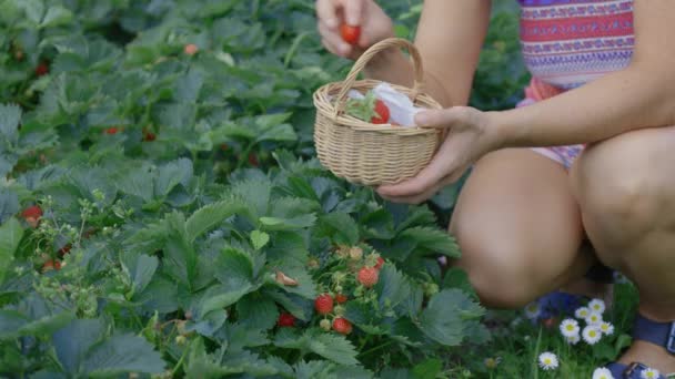 Woman Harvesting Red Fresh Strawberry Garden — Stock Video