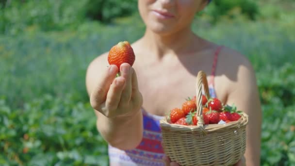 在田里捧着鲜红草莓的女人 — 图库视频影像