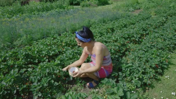 Mujer Recogiendo Fresas Frescas Jardín — Vídeo de stock