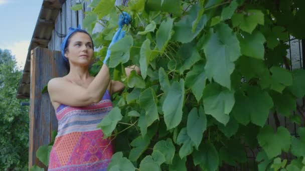 新しいブドウを調べる女性農家 — ストック動画