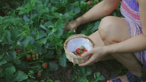 Female Farm Worker Harvesting Red Strawberry Garden — Stock Video