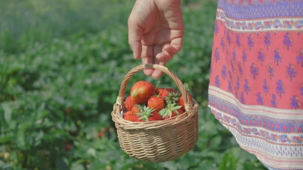 Woman Holding Straw Basket Fresh Strawberries Field — Stock Video