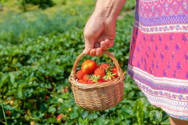 Женщина Держит Соломенную Корзину Свежей Клубникой Поле — стоковое фото