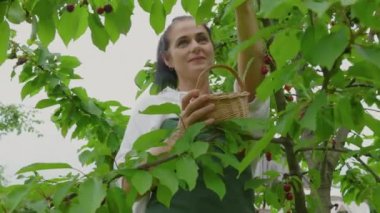 Kadın ağaçtan kiraz çilek toplama