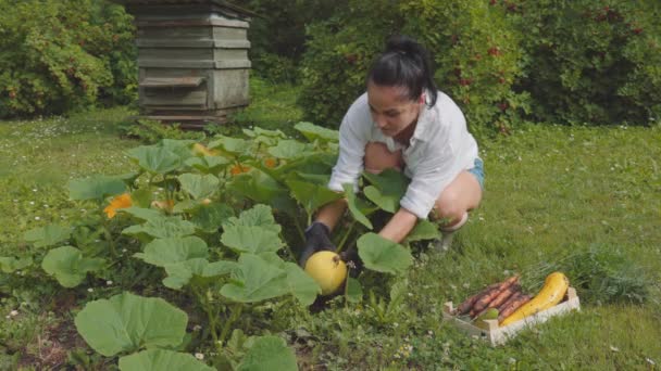 Mujer Agricultora Cosechando Verduras Frescas Jardín Concepto Agricultura Ecológica — Vídeos de Stock