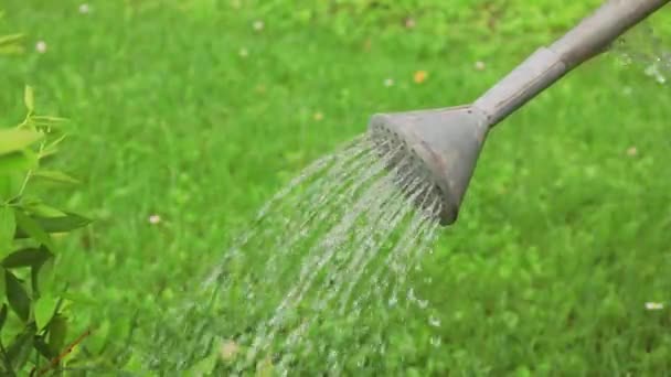 Vrouw Gieten Bloemen Tuin Met Water Kan Sluiten — Stockvideo