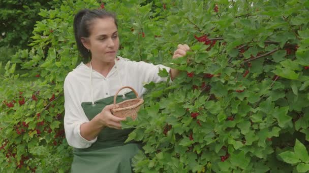 Mujer Recogiendo Grosellas Rojas Maduras — Vídeo de stock