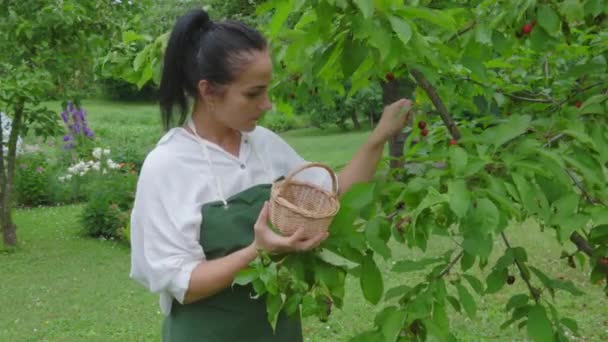 Mujer Jardinero Recogiendo Cereza Dulce Del Árbol Cosecha Frutas Bayas — Vídeos de Stock