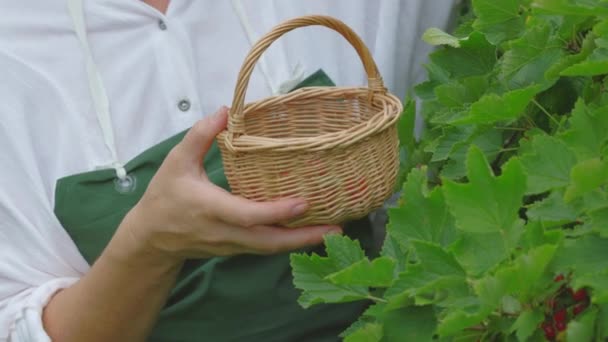 Donna Gocce Bacche Ribes Rosso Nel Cestino — Video Stock