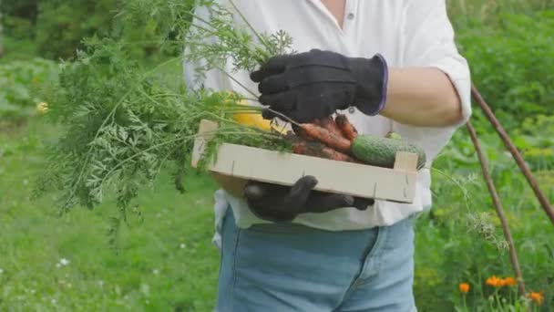 Жінка Фермер Вивчає Свіжі Овочі Дерев Яній Коробці — стокове відео