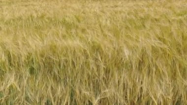 Yaz gününde arpa tarlası. Tarım kavramı.