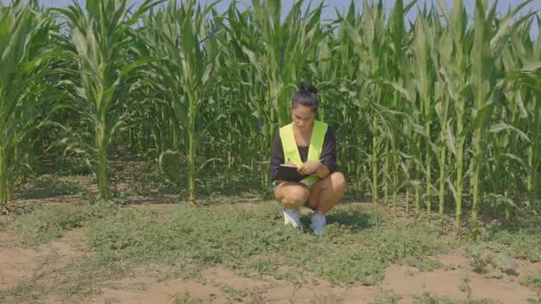 Mulher Agricultora Examinando Plantas Milho Campo — Vídeo de Stock