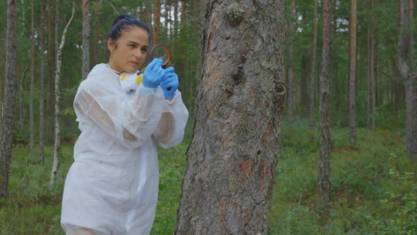 女科学家通过放大森林中的玻璃来观察树皮 — 图库视频影像