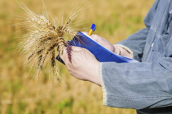 Jordbrukare med spannmål och mapp på fältet — Stockfoto